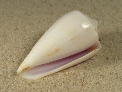 Conus inscriptus - Conidae