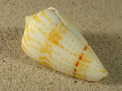 Conus inscriptus - Conidae