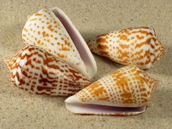 Conus inscriptus - Conidae