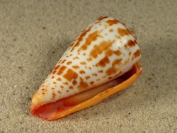Conus inscriptus - Conidae