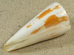 Conasprella ione - Conidae