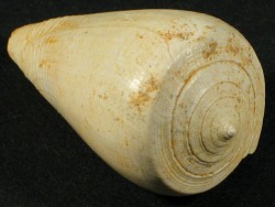 Conus ixion - Conidae