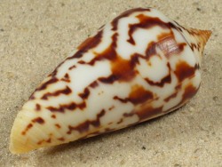 Conus janus - Conidae