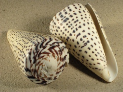 Conus leopardus - Conidae