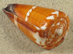 Conus litoglyphus - Conidae