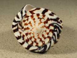 Conus litteratus - Conidae