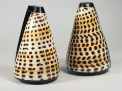 Conus litteratus - Conidae