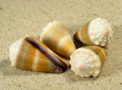 Conus lividus - Conidae