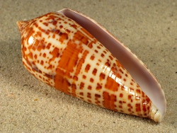 Conus lynceus - Conidae