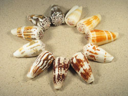 Conus magus - Conidae