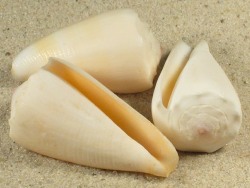 Conus marmoreus - Conidae