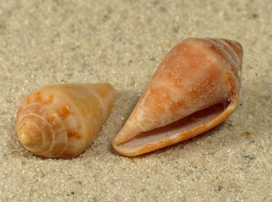 Conus ventricosus - Conidae