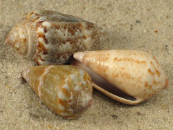 Conus ventricosus - Conidae