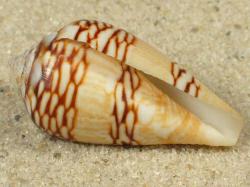 Conus mercator - Conidae