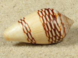 Conus mercator - Conidae