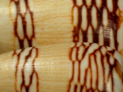 Conus mercator - Conidae