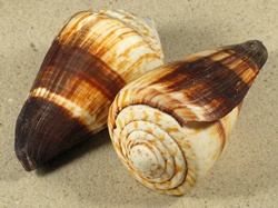 Conus miles - Conidae