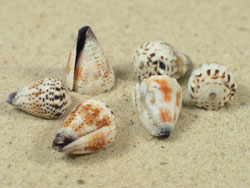 Conus musicus - Conidae