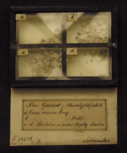 Conus musicus - Conidae