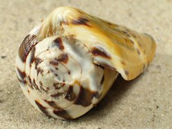 Conus mustelinus - Conidae
