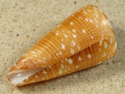 Conus nobilis - Conidae