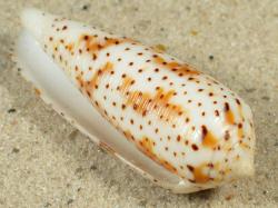 Conus nussatella  - Conidae