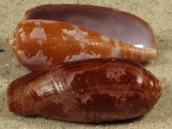 Conus obscurus - Conidae