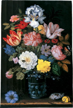 Conus omaria - Conidae