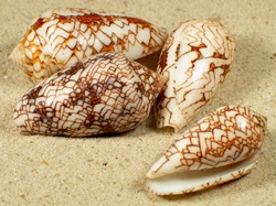 Conus pennaceus - Conidae