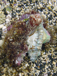 Conus pennaceus - Conidae