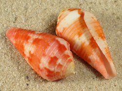 Conus pertusus - Conidae