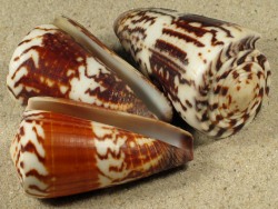 Conus planorbis - Conidae