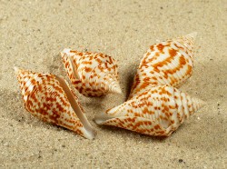 Conus praecellens - Conidae