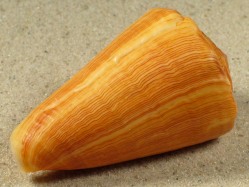 Conus princeps - Conidae