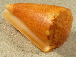 Conus princeps - Conidae