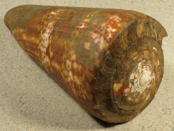 Conus pulcher - Conidae