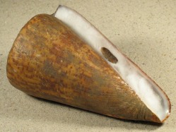 Conus pulcher - Conidae