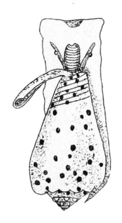 Cribrarula cribraria - Cypraeidae