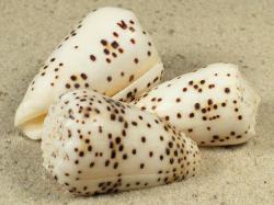 Conus pulicarius - Conidae