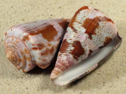 Conus purpurascens - Conidae
