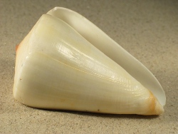 Conus quercinus - Conidae