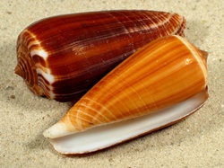 Conus radiatus - Conidae