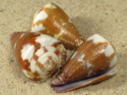 Conus rattus - Conidae