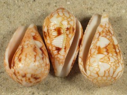 Conus retifer - Conidae