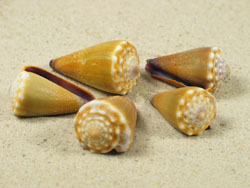 Conus sanguinolentus - Conidae