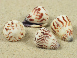 Conus sponsalis - Conidae