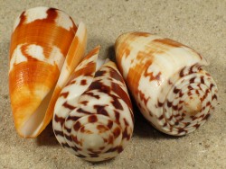 Conus striatellus - Conidae