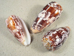 Conus striatus - Conidae