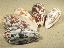 Conus striatus - Conidae