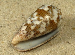 Conus striolatus decurtatus - Conidae